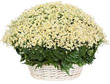 Цветочная композиция из Ромашки в корзине #REPLACE_PRED# Лапино